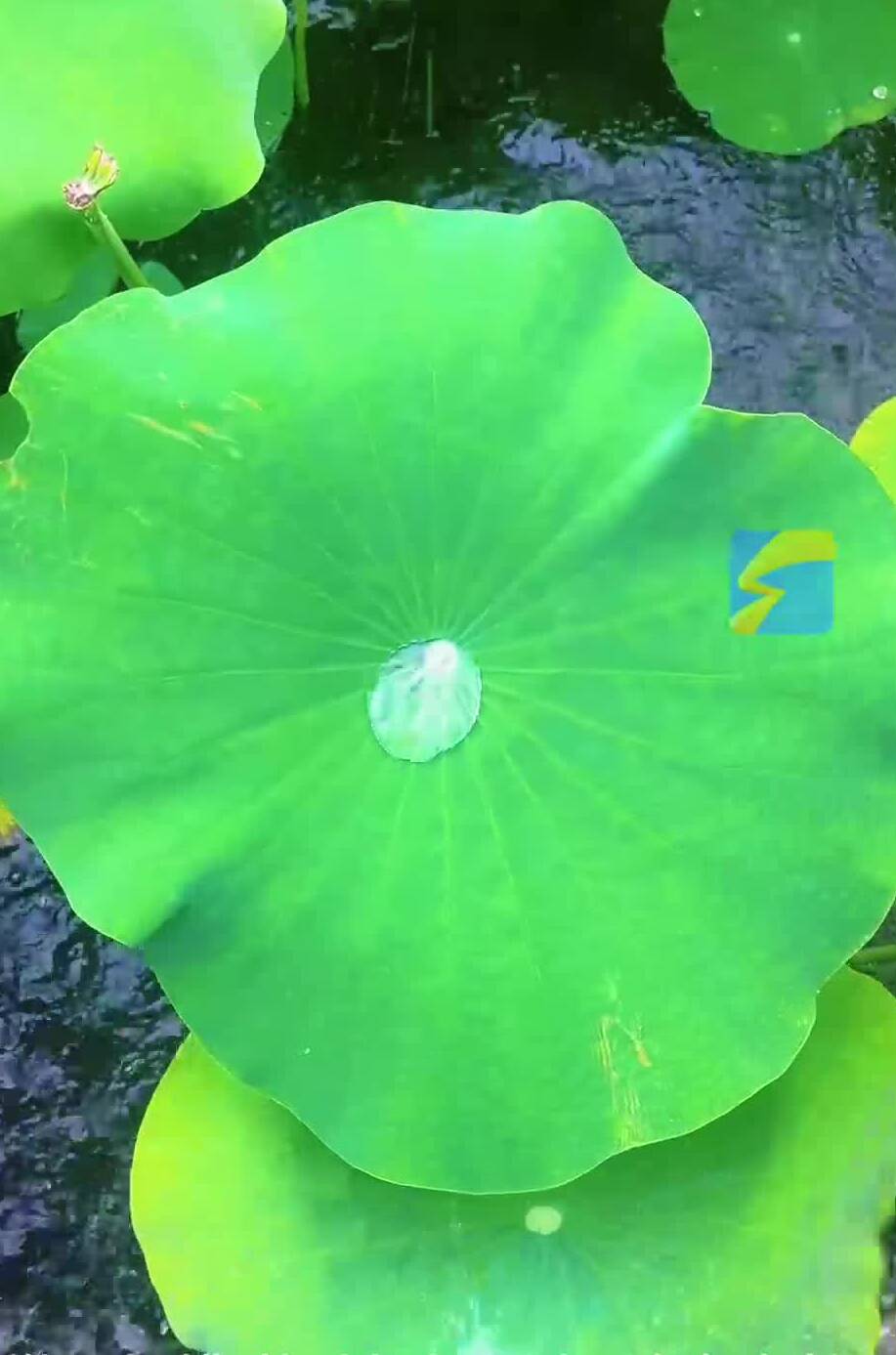 枣庄凤鸣湖荷池雨珠似珍珠 荷叶摇曳诗意盎然