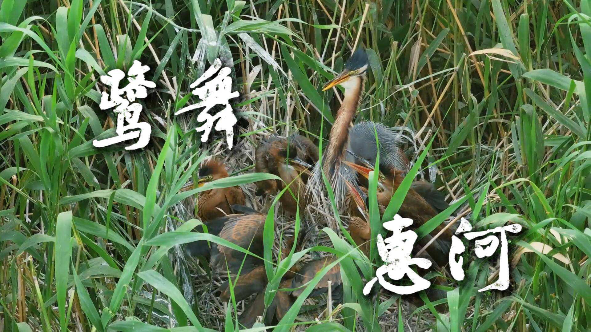 诗画济宁｜鹭舞惠河 盛夏湿地奏响生态乐章