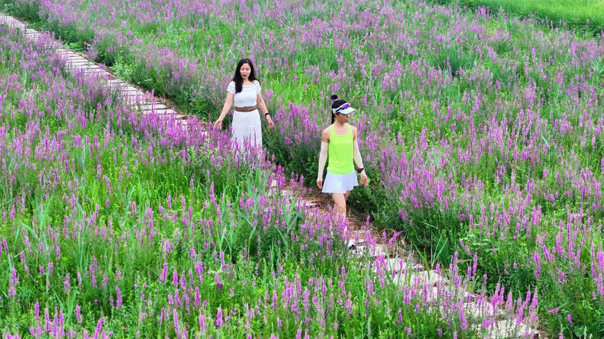 【诗画山东】德州：滨河“花海长廊”惊艳面世 铺就绝美“夏花长卷”