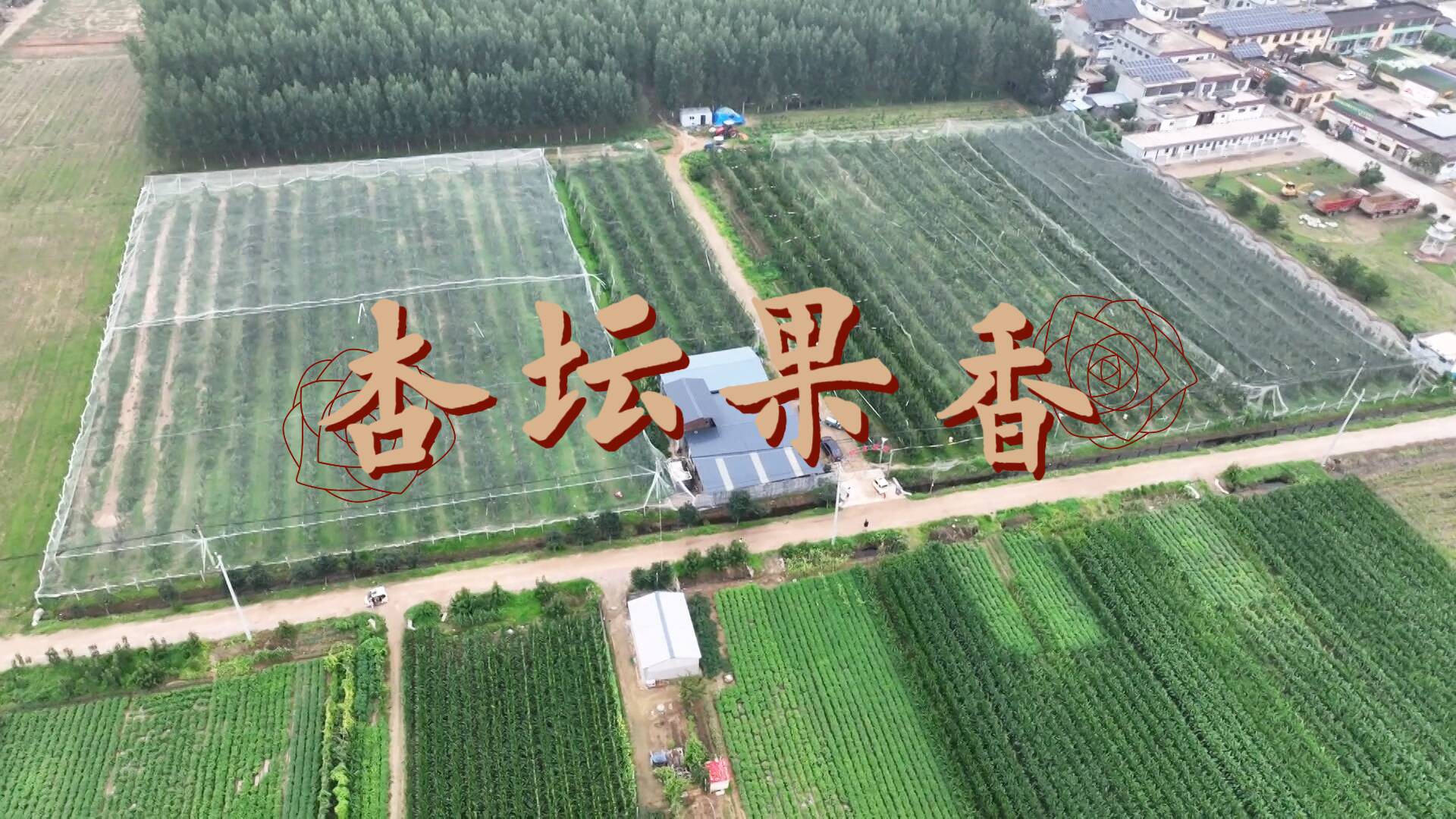 曲阜“杏坛花开”结硕果：荒滩变桃园 特色产业激活乡村振兴新动能