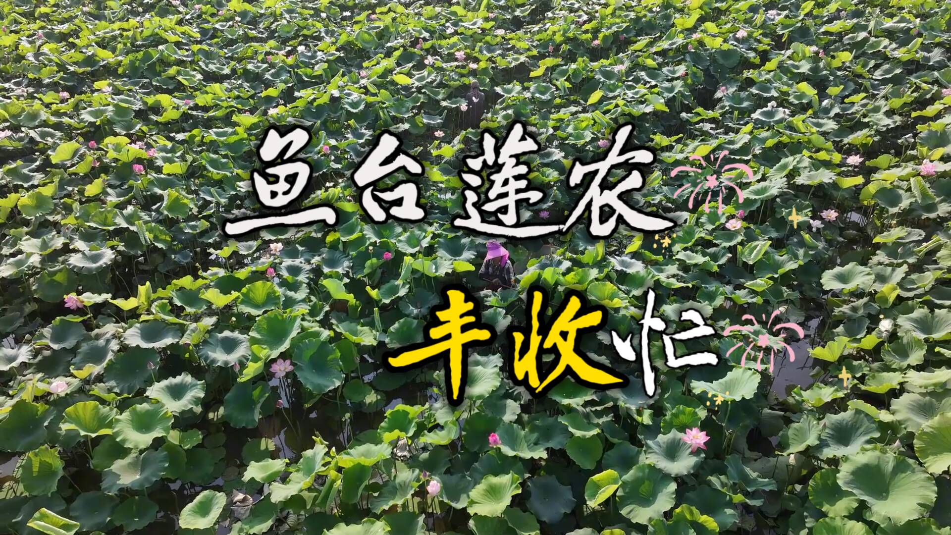 济宁鱼台：太空莲结出“致富果” 荷香满塘铺就增收路