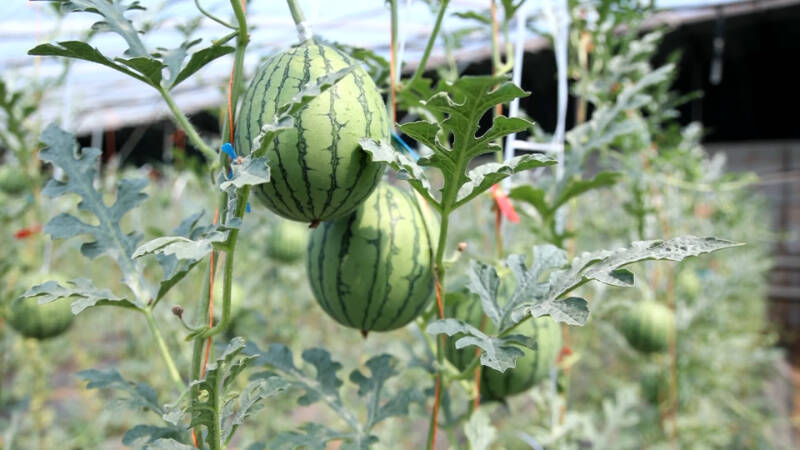 庆云：小糖丸西瓜“甜蜜”上市  技术升级促进西瓜质、量双提升