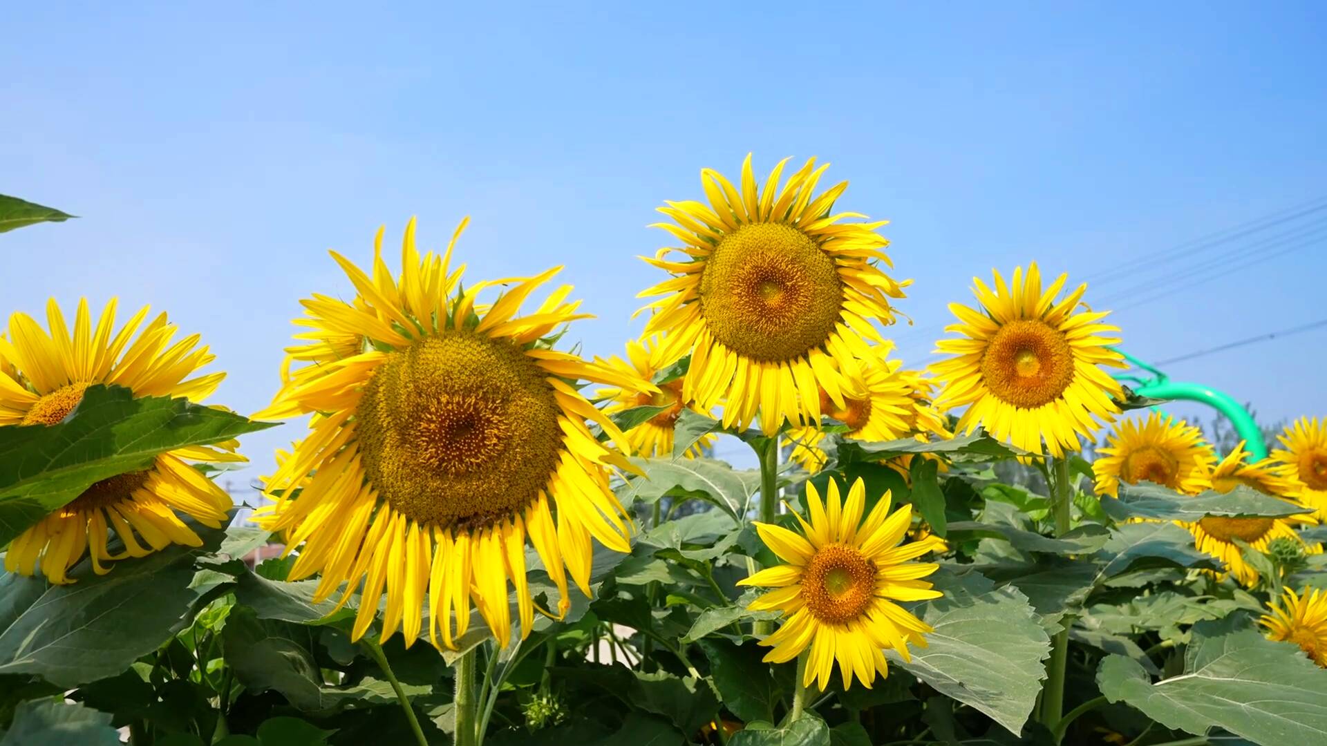 高唐：人居环境整治焕新颜 “犄角旮旯”变身“致富”油葵花田