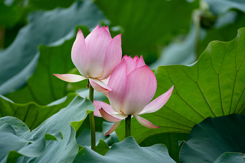 夏天，青岛这6个地方美成这样~