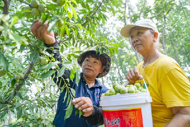 邹平市西董街道南洞村：山坡摘青李 酸甜透清凉