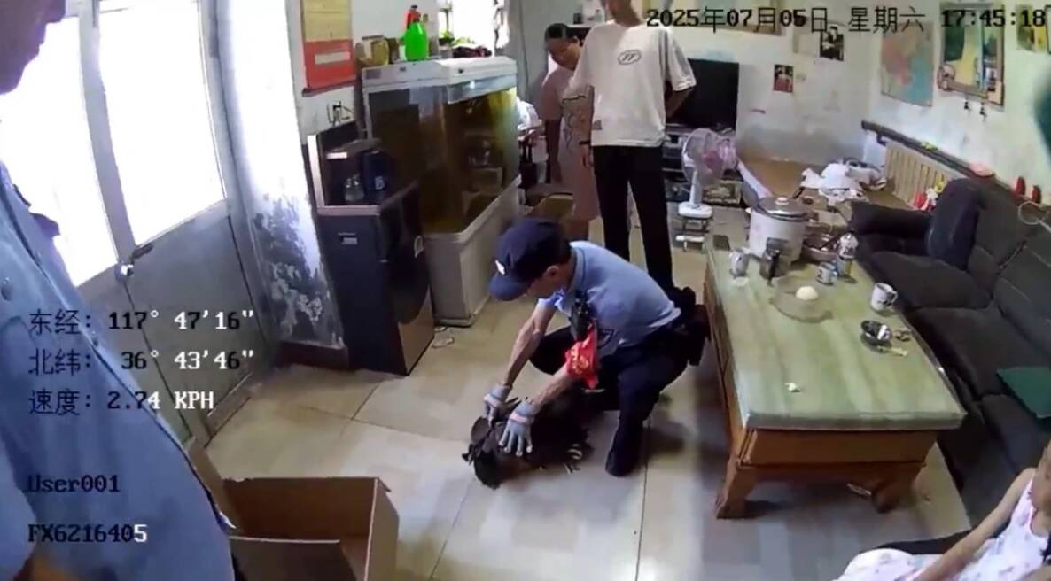 報(bào)警救“野雞”？民警趕到發(fā)現(xiàn)：竟是孔雀！