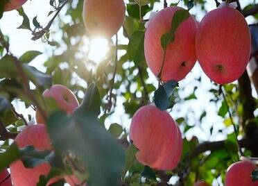 品牌价值超158亿元 烟台苹果的“出海密码”