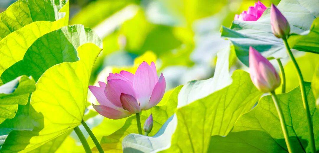 《济南夏日花海地图》来了!40+超出片的赏花地补满你的!