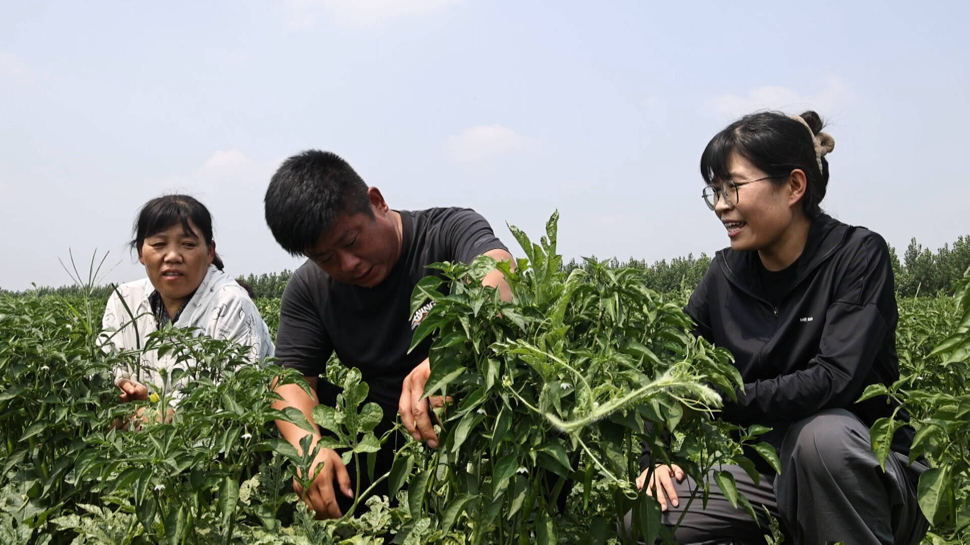 夏津：瓜椒套种辣又甜 “一地双收”巧致富