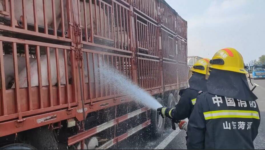 菏澤：生豬運輸車爆胎 消防員為130頭生豬噴水降溫