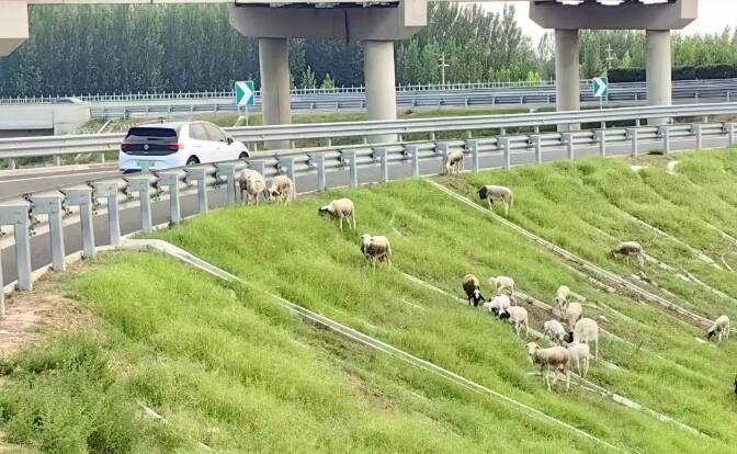 羊群在高速邊吃草 民警見(jiàn)狀立即強(qiáng)行驅(qū)離