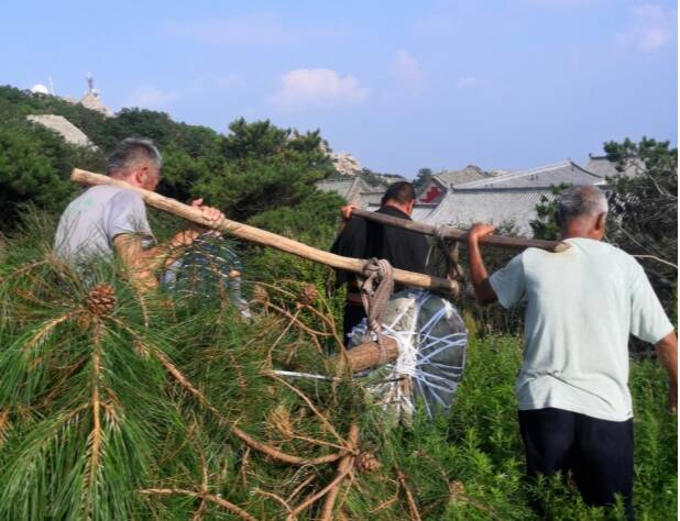 累计出资十多万  北京老人“云植树”让泰山更苍翠