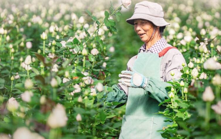 習近平總書記關切事｜幸福生活像花兒一樣——把地方特色產業做優做強之二
