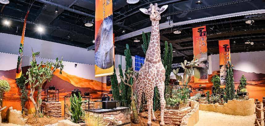 來青“第一站”引爆從海洋到沙漠奇妙之旅 青島科技館年度特展“熱浪”來襲