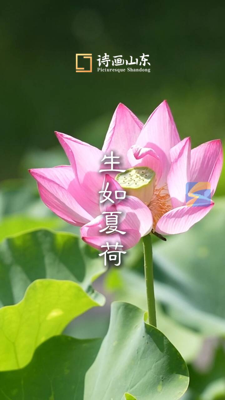 詩畫山東丨東營荷花進入最佳觀賞期 每一幀都是國風大片