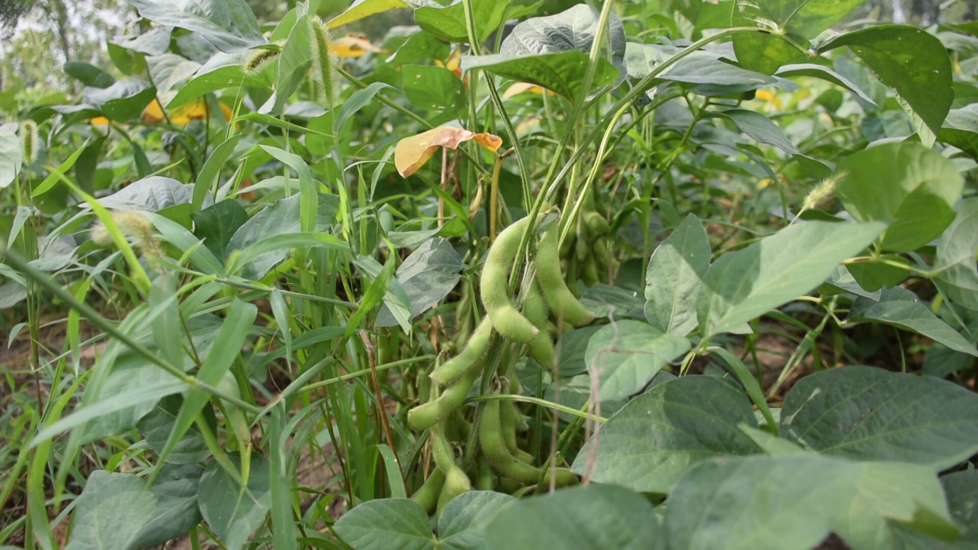 宁阳:毛豆喜获丰收 特色种植成激活乡村振兴动能的重要抓手