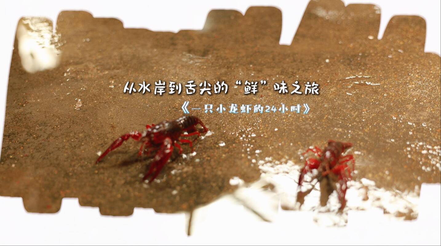 从水岸到舌尖的“鲜”味之旅 一只小龙虾的24小时