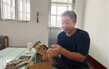 泰山景区成功救助国家二级保护动物凤头鹰幼鸟