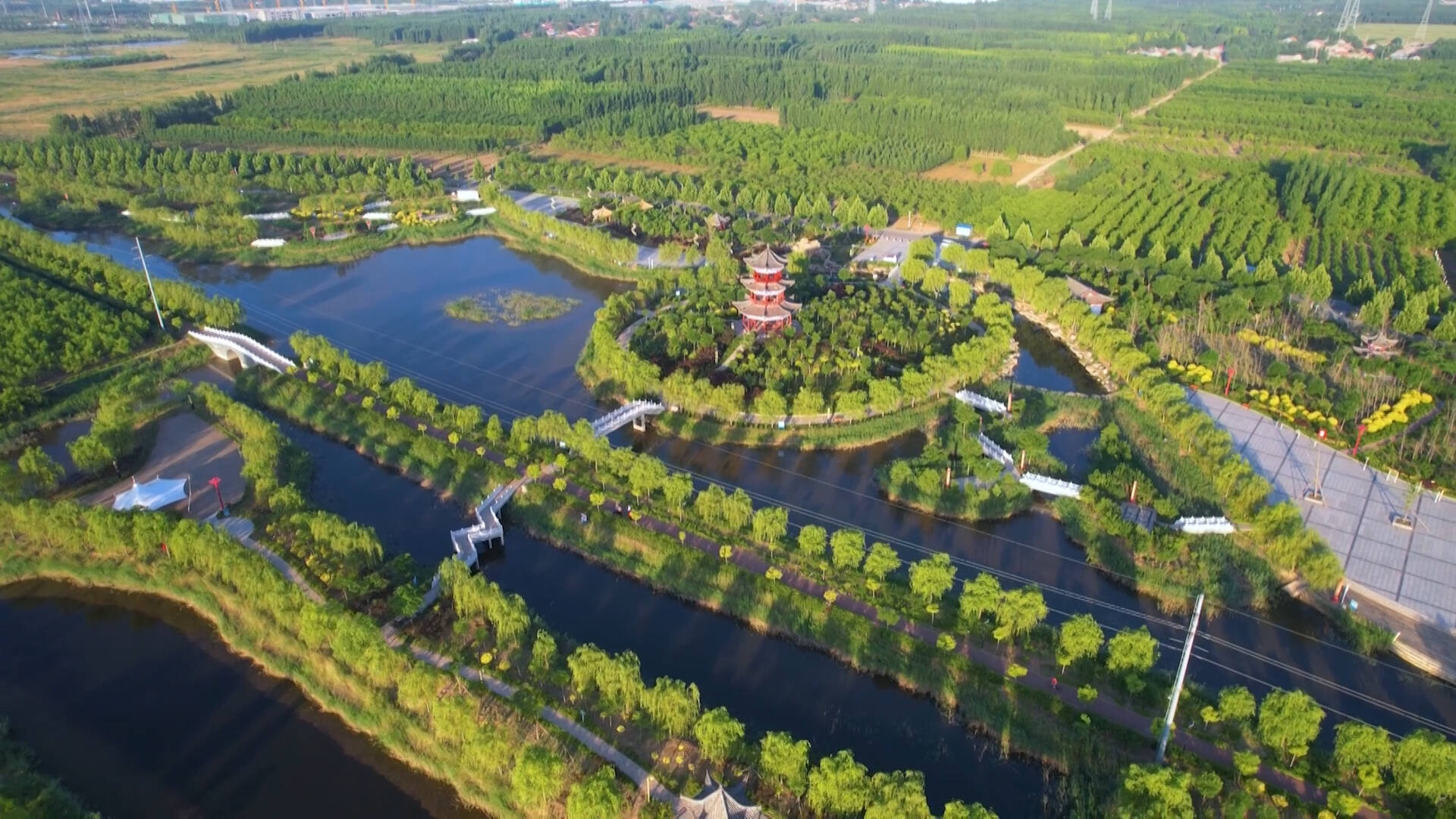 建設(shè)美麗山東｜棗林變“金林” 來看樂陵發(fā)展“甜蜜事業(yè)”的綠色密碼