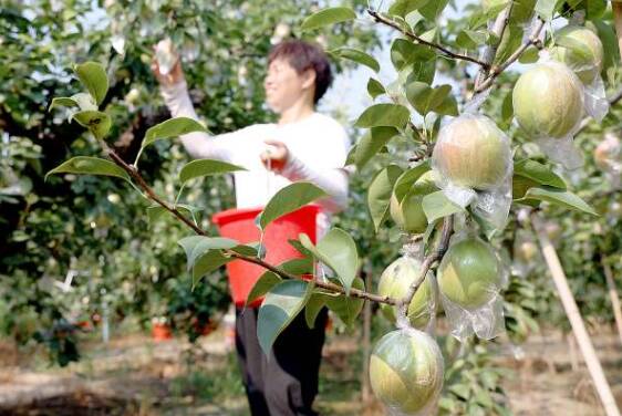 陽(yáng)信10萬(wàn)畝鴨梨陸續(xù)上市