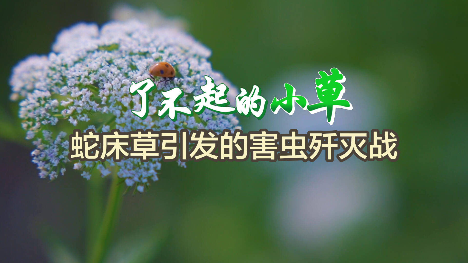 【了不起的小草】蛇床草引發的害蟲殲滅戰