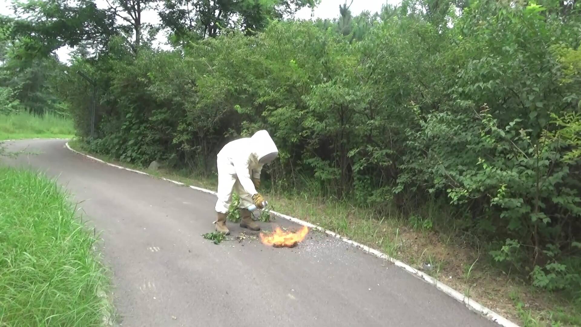 鄒平：景區灌木叢現30厘米馬蜂窩 消防巧施“火攻”緊急清除?