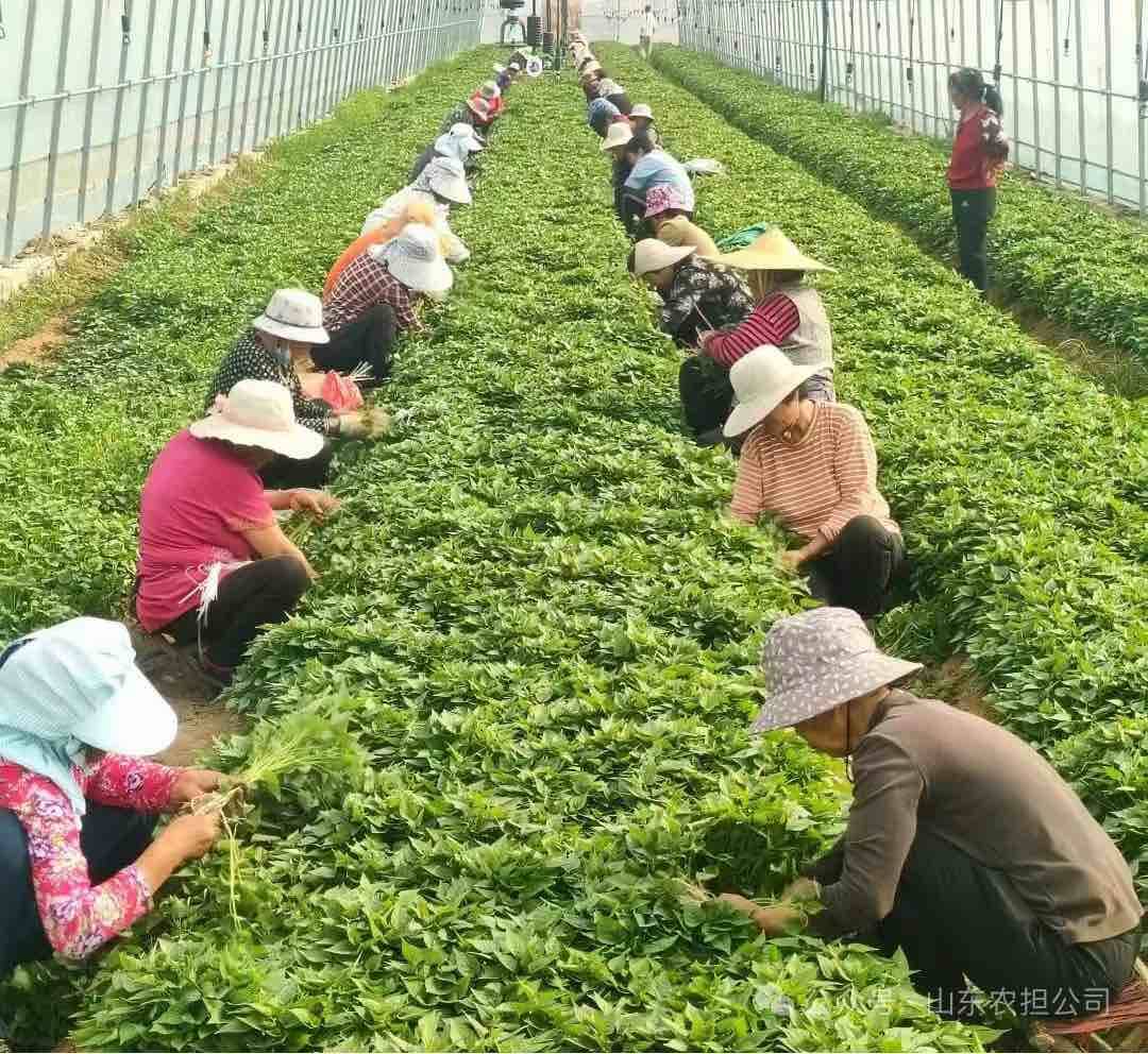 泗水：政銀擔協同激活富民產業