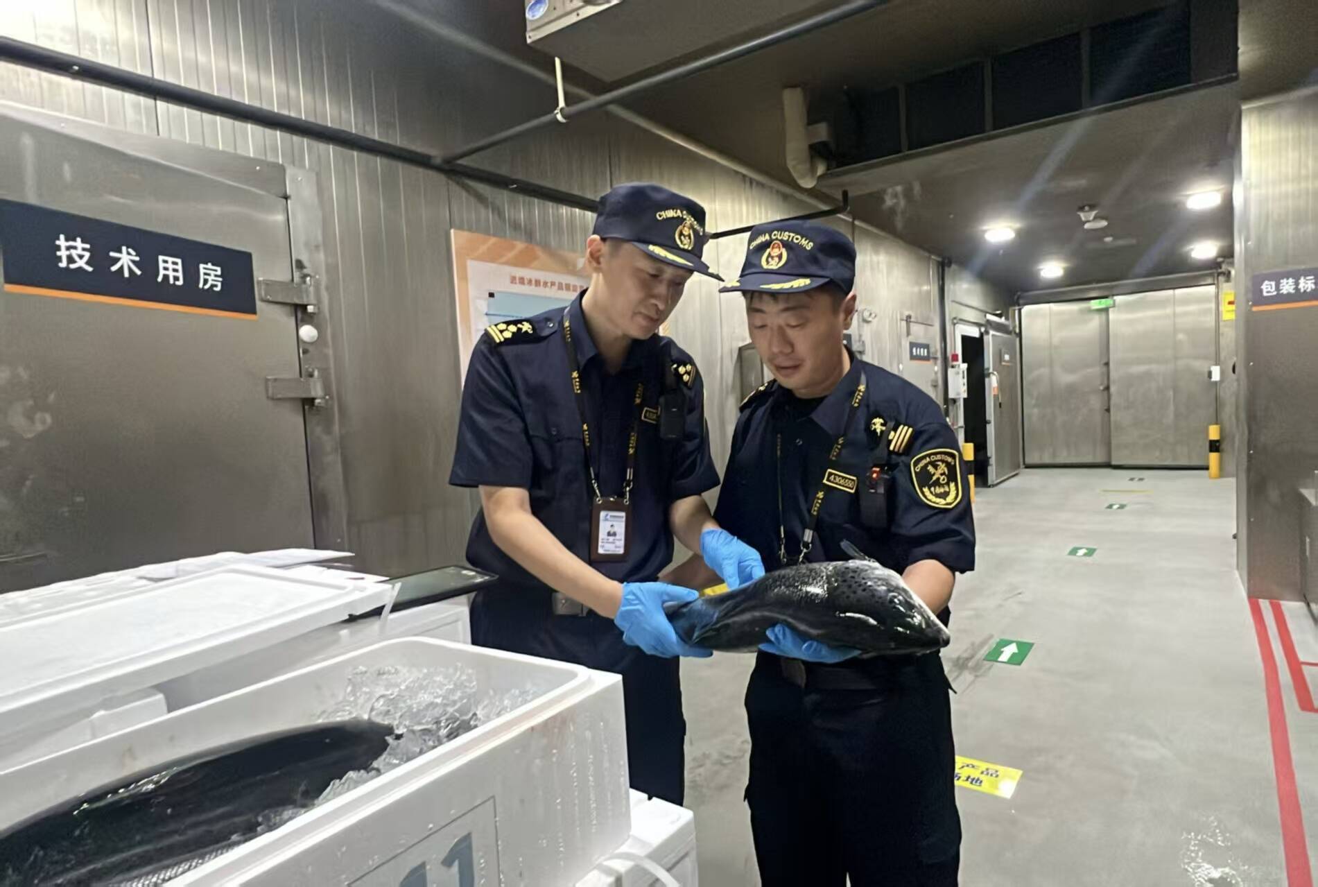 22噸挪威冰鮮三文魚速達泉城 讓世界美味零時差
