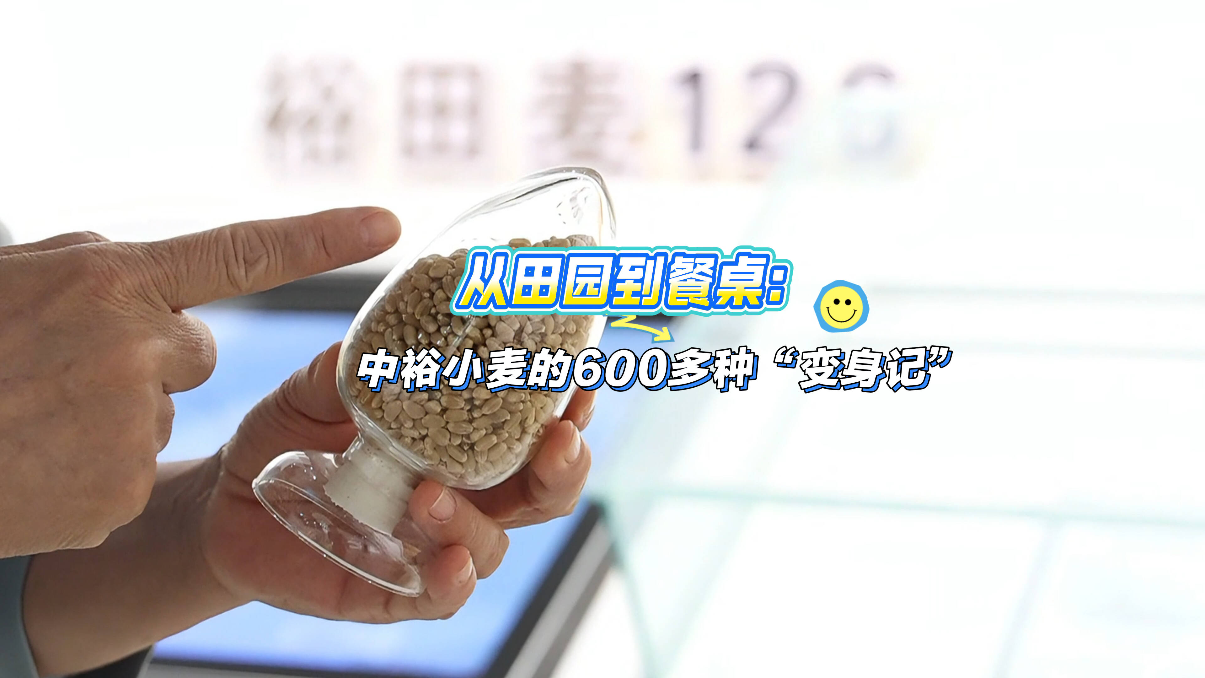 從田園到餐桌：中裕小麥的600多種“變身記”