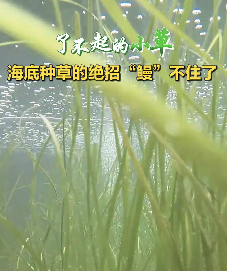 【了不起的小草】海底種草的絕招“鰻”不住了