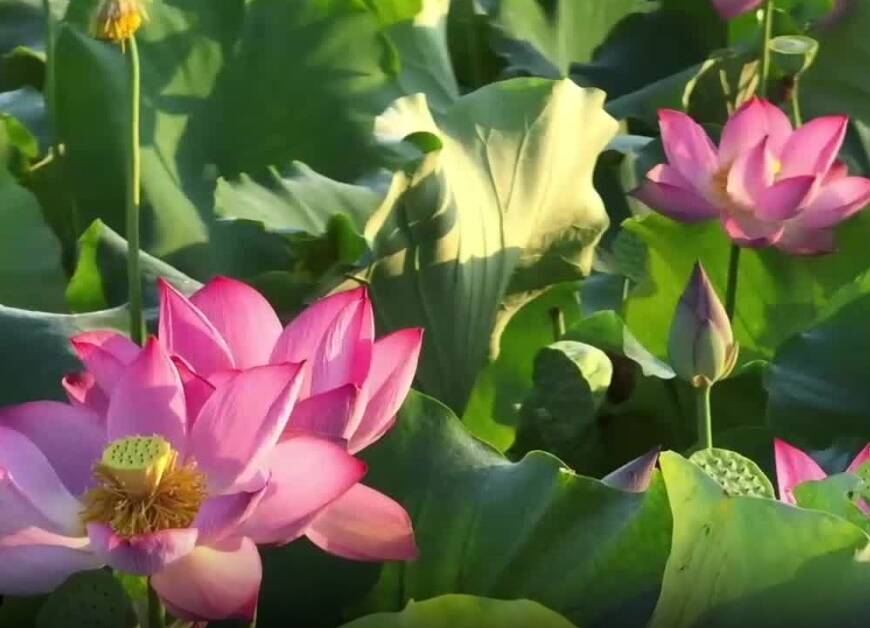 千亩荷塘藏着秋日生态画卷