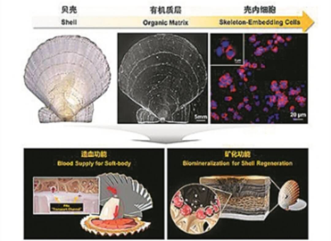 海大新發現：貝殼里存在活細胞