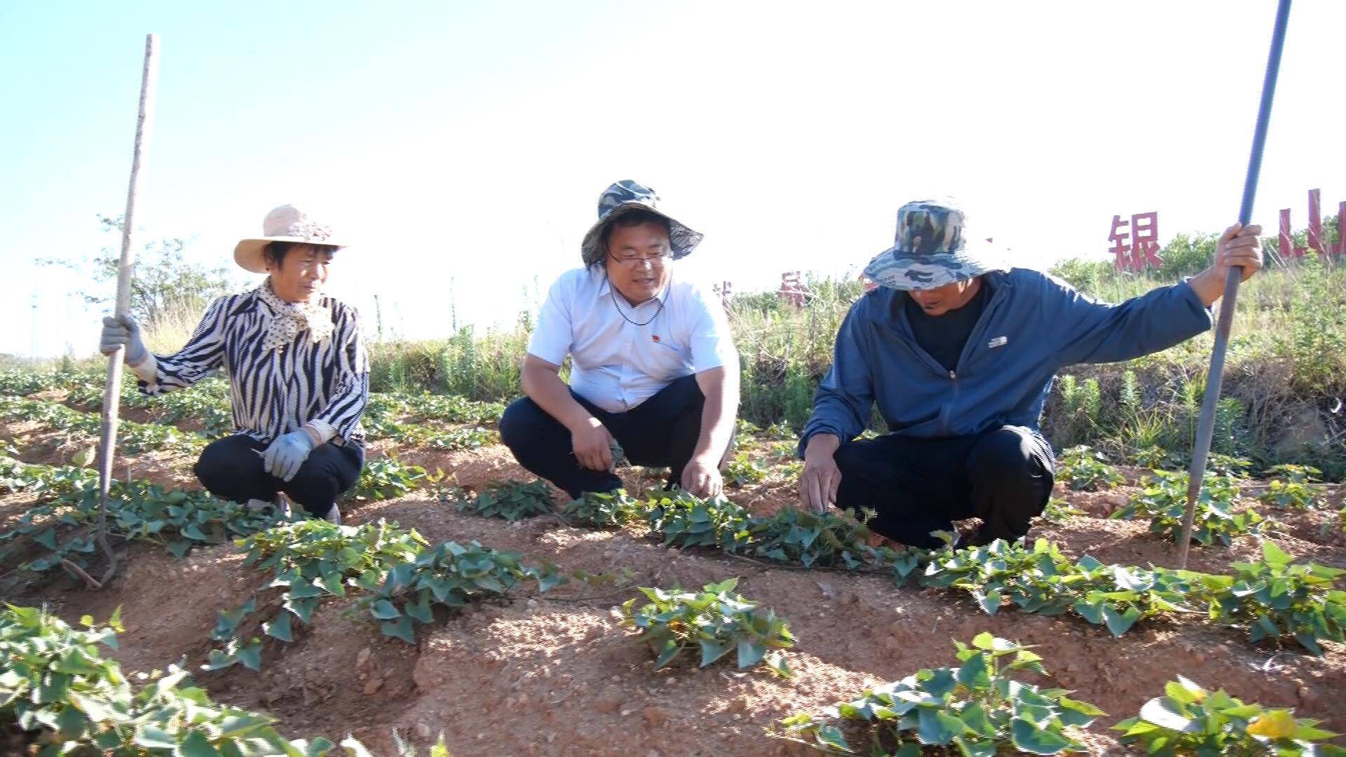肥城:激活丘陵山地资源 党支部领办合作社探索乡村共富路