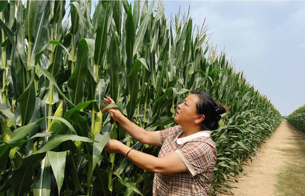 泰安榜样 | 庞慧:“让每一寸土地都充满希望”