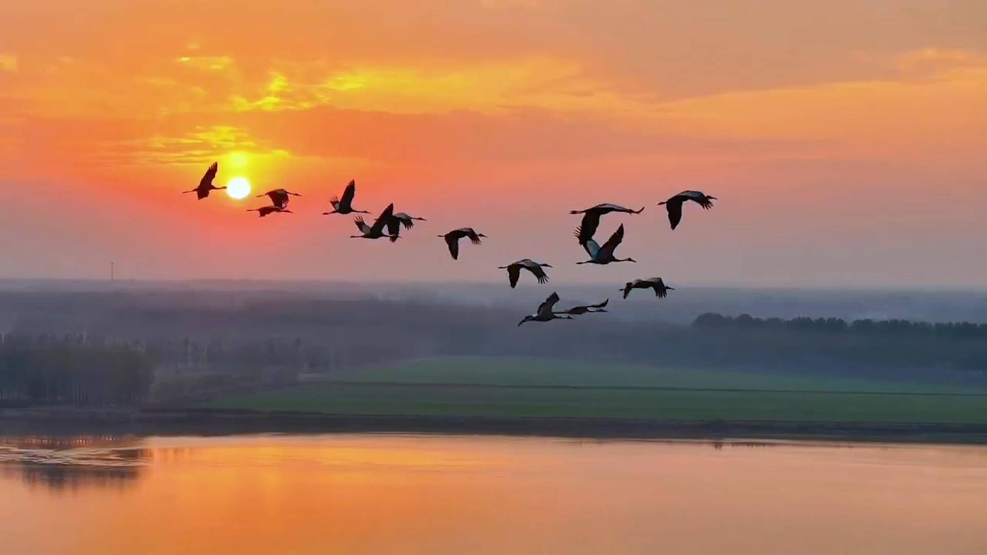 东平:以爱为线爱鸟护鸟 人与自然和谐共生