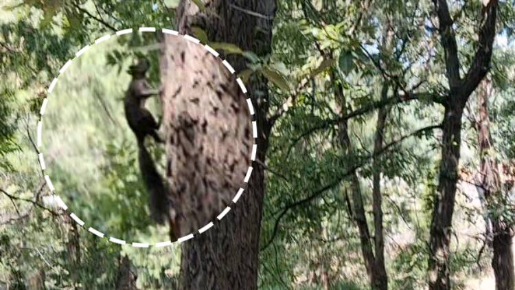 泰山三阳观偶遇“松鼠道长” 游客表示这轻功一看就是练过的