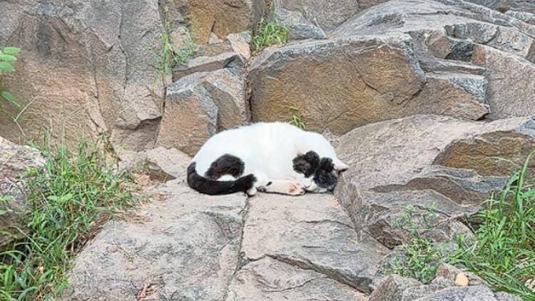 泰山上每只猫都自带超绝松弛感 来爬泰山吧 一路都是猫的那种