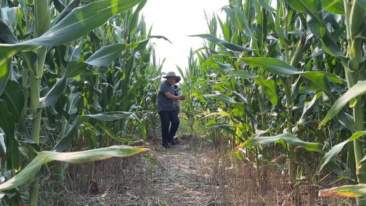 德州：释放百万赤眼蜂 绿色科技守护“吨半粮”