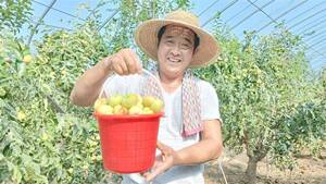 淄博：“小蟠枣”闯出果业振兴路