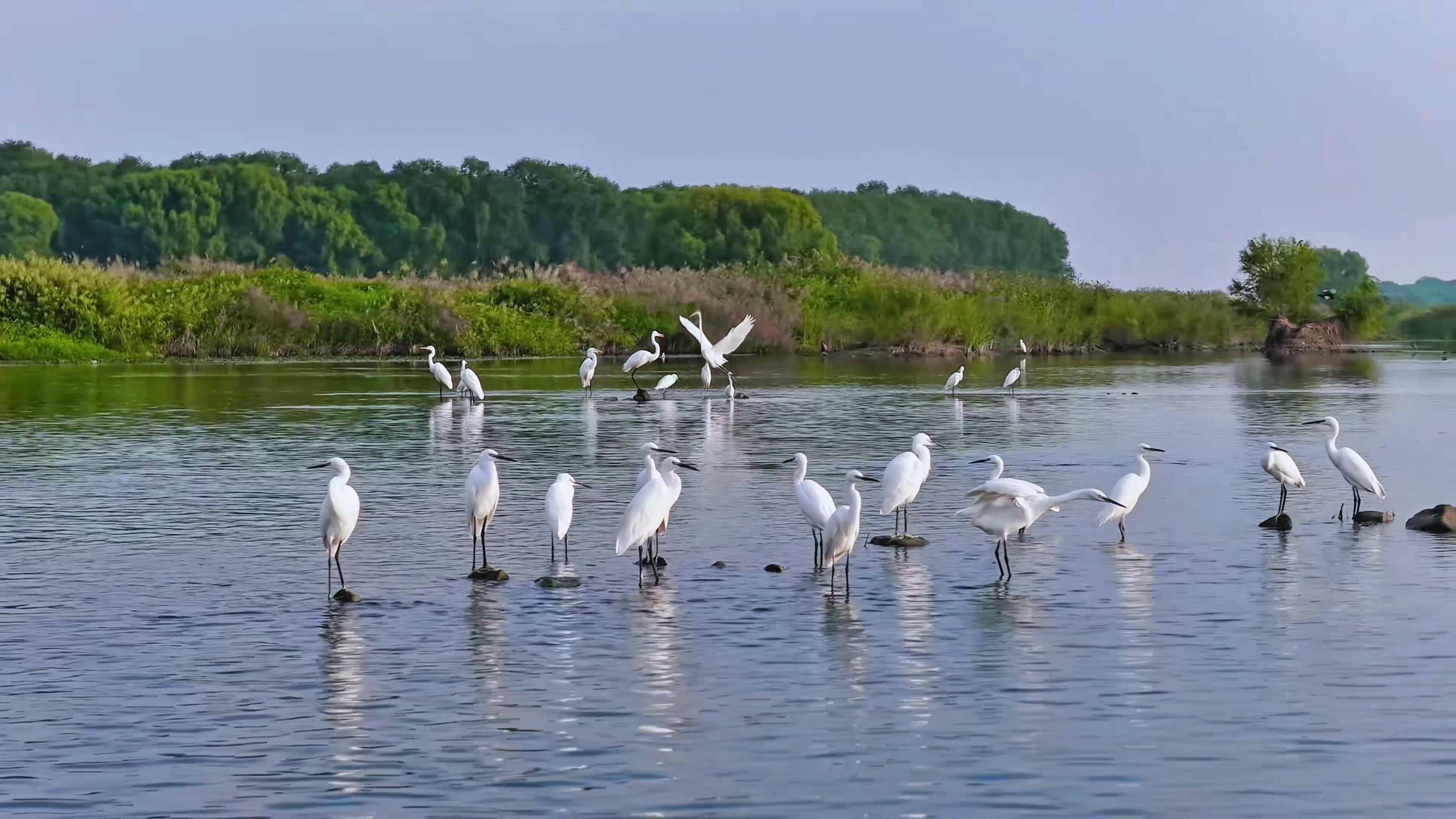 泰安:徂徕秘境白鹭蹁跹 汶河湿地织就自然乐章