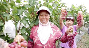 丰收里的致富经丨葡萄“串”起富民链