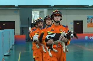 45只搜救犬正式入编山东消防