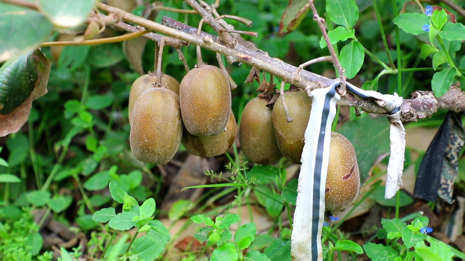 秋日好“丰”景|肉厚多汁甜润适中 宁阳县磁窑镇的猕猴桃丰收了