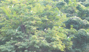 白鹭“恋上”下小峰