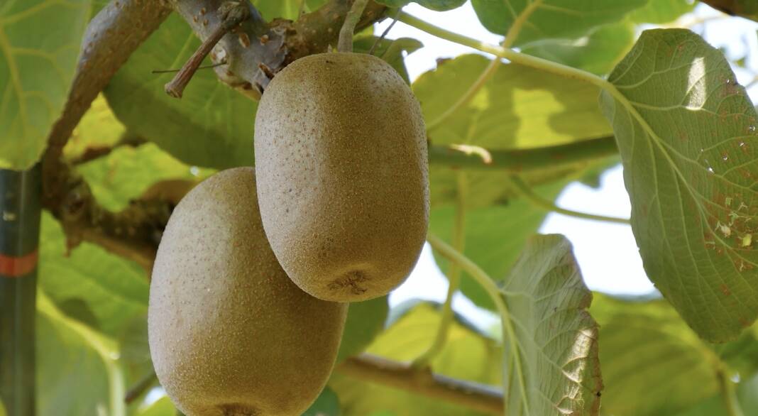 泰山脚下亓家滩村:“泰山一号”猕猴桃迎丰收 山泉滋养甜润金秋