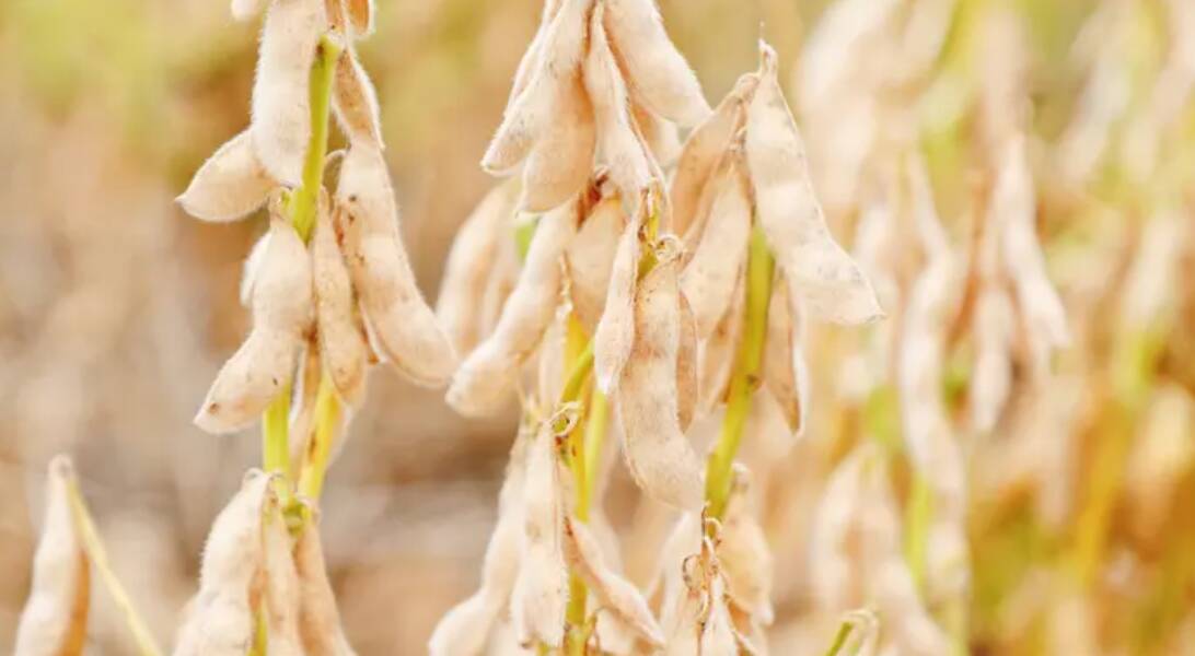 东平:大豆田迎来“金色收获”“金豆豆”铺就致富路