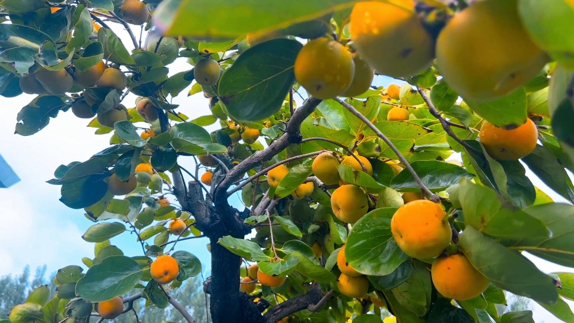 秋日好“丰”景丨东平县商老庄乡 柿子红了秋天