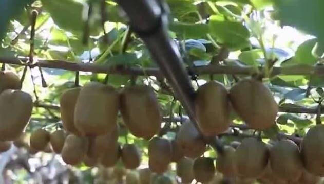 “农文旅”融合的流量密码！淄博这个小镇靠猕猴桃年接待游客超50万人次