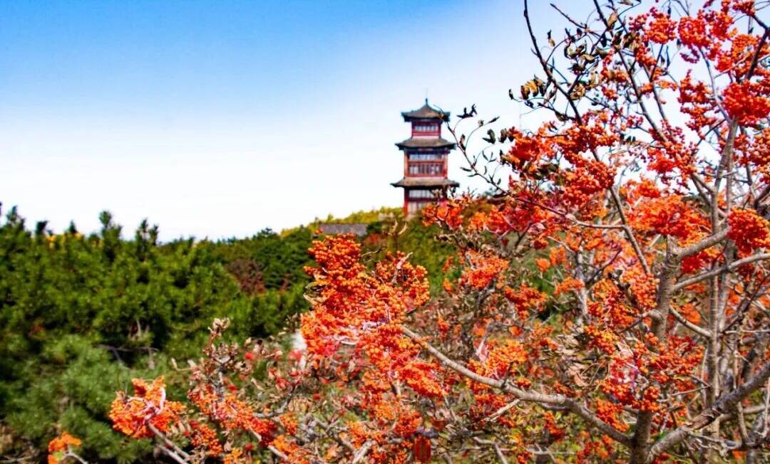 组图丨秋日登高 看泰山花楸染红岱顶