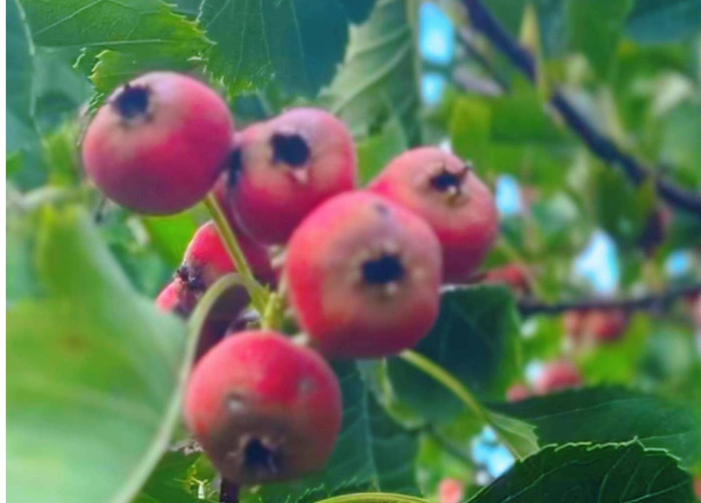 秋染稻屯洼  一树山楂红